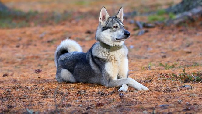 West Siberian Laika