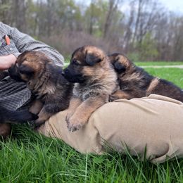 German Shepherd Puppies from K9 Academy