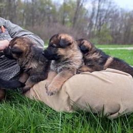 German Shepherd Puppies from K9 Academy