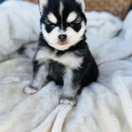 Munster - Black and white male Pomsky puppy in Yavapai County, Arizona from Pawsh Pomskies