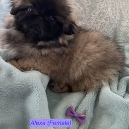 Pekingese Puppies from Peke'Lets Pekingese
