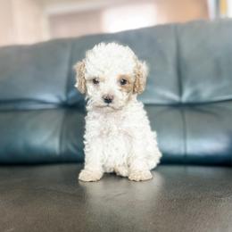 Sailor - Blenheim male Cavapoo puppy in Saint George, Utah from Fitzdoodles