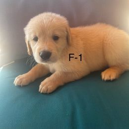 Orange - Light golden female Golden Retriever puppy in Coppell, Texas from Emily Goetting