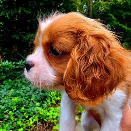 Wenonah aka Wennie - Blenheim female Cavalier King Charles Spaniel puppy in Watsontown, Pennsylvania from Huntsman Cavaliers