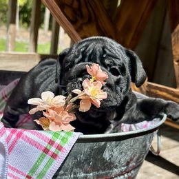 Astraea - Black tri-color female Bulldog puppy in Fort White, Florida from Bullgodz English Bulldogs