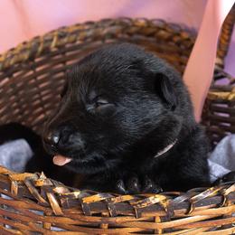 Pink Collar Girl - Black female German Shepherd puppy in Oxford, Arkansas from Atlas Shepherds