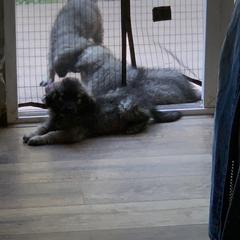 Sarplaninac Puppies from Sarplaninac in the USA