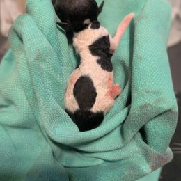 Turkey - White and black female American Hairless Terrier puppy in Phoenix, Arizona from Bare Valley