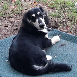 Skye - Dachshund