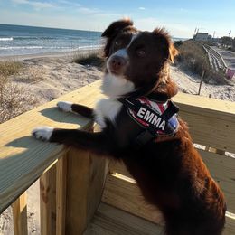 Emma - Miniature Australian Shepherd