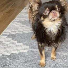 Goku - Chihuahua
