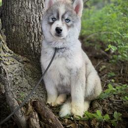Pomsky and Siberian Husky Puppies from A-Dream Pomsky Kennel