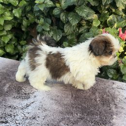 Boy6 - Red and white male Shih Tzu puppy in Covina, California from Shih_doodle_Co