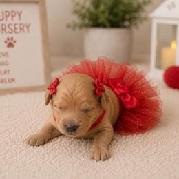Red collar - Cream female Goldendoodle puppy in Aurora, Illinois from Chicago Goldendoodles