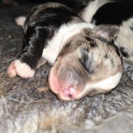 Eucalyptus - Blue merle female Miniature Australian Shepherd puppy in Arlington, Texas from CopperHead Aussies
