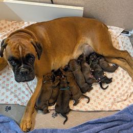 Blue collar - Brindle male Boxer puppy in Anderson, South Carolina from Stillwater Kennel