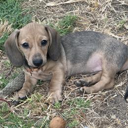 Roxy - Cream female Dachshund puppy in Sallisaw, Oklahoma from Wild West Dachshunds