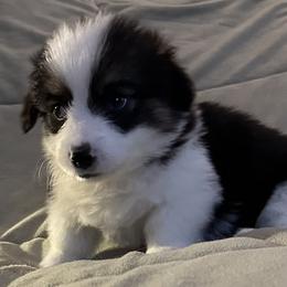 Fife - White and black male Pembroke Welsh Corgi puppy in Lima, New York from Hickory Springs Corgis