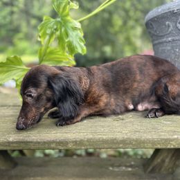 Louise - Dachshund