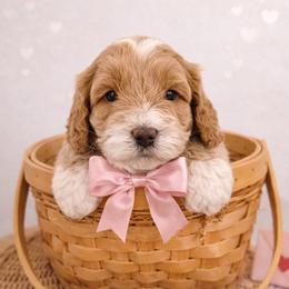 Perdy - Parti female Goldendoodle puppy in Columbia, South Carolina from Glittering Grace Goldendoodles