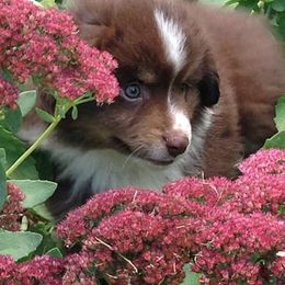 Golden Retrievers and Miniature American Shepherds from Sunrise Miniature American Shepherds