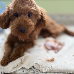 Bonnie Belle - Red  female Poodle puppy in Colonial Beach, Virginia from BeachRidge Pups