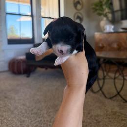 Carrie - Black and white female Bernedoodle puppy in Yuba City, California from Ranch House Doodles