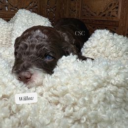 Willow - Brown and white female Cockapoo puppy in Arizona from Copper State Cockapoos
