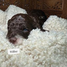 Willow - Brown and white female Cockapoo puppy in Arizona from Copper State Cockapoos