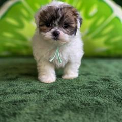 Shichon puppies from Ever After Tails