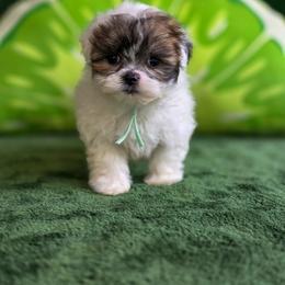 Shichon puppies from Ever After Tails