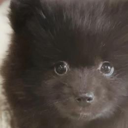 Pomeranians from Kristy's Pomeranians