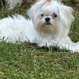 Maltese, Poodles, and Yorkshire Terriers from La’s Sweet Babies