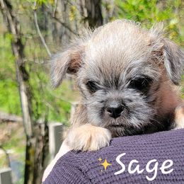 Brussels Griffon Puppies from Turkey Ridge Brussels Griffons