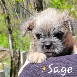 Brussels Griffon Puppies from Turkey Ridge Brussels Griffons