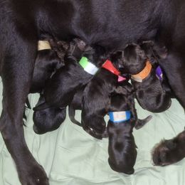 Reckon (Red M) - Chocolate male Labrador Retriever puppy in Waco, Texas from Ancient Dogges Performance Dogs