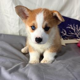 Bluey - Red female Pembroke Welsh Corgi puppy in El Dorado Springs, Missouri from Trixie Dixie