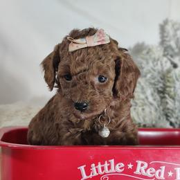 Coton de Tulear and Poodle Puppies from Legacy Pets