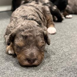 Aspen - Merle female Bernedoodle puppy in Monument, Colorado from Colorado Dreamin Doodles