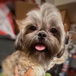 Benny - Brindle male Shih Tzu puppy in Victorville, California from RUMBLE n TUMBLE