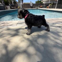 Nesta - Salt and pepper female Miniature Schnauzer puppy in Lake Elsinore, California from Ironwood Schnauzers