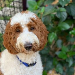 Jewels - Goldendoodle