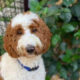 Jewels - Goldendoodle