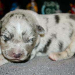 Colt - Blue merle male Miniature Australian Shepherd puppy in El Dorado Springs, Missouri from HP Aussie Kennels