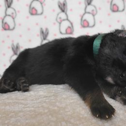 Loki - Black and tan German Shepherd puppy in Warner Robins, Georgia from MaeBella Shepherd Kennels