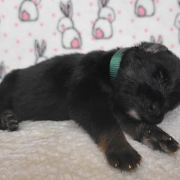 Loki - Black and tan German Shepherd puppy in Warner Robins, Georgia from MaeBella Shepherd Kennels