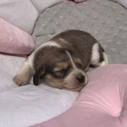 Shaded Cream Piebald Boy AKC LIMITED - Piebald male Dachshund puppy in Pauls Valley, Oklahoma from Simply Happy Dachshunds