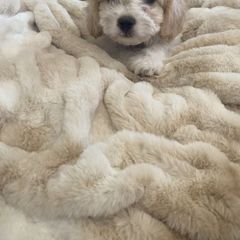 Cavachon puppies from Blount pups