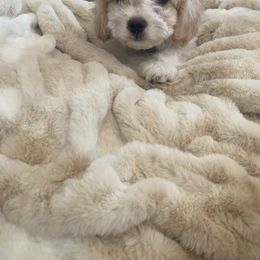 Cavachon puppies from Blount pups