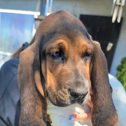 U name - Basset Hound